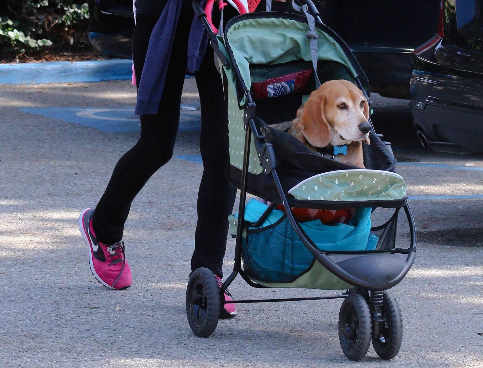 Cani al posto dei figli? La verità in una ricerca