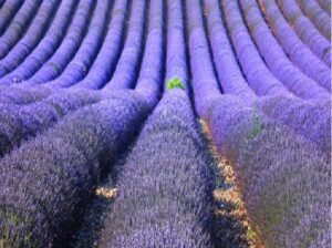 I campi di lavanda della Provenza